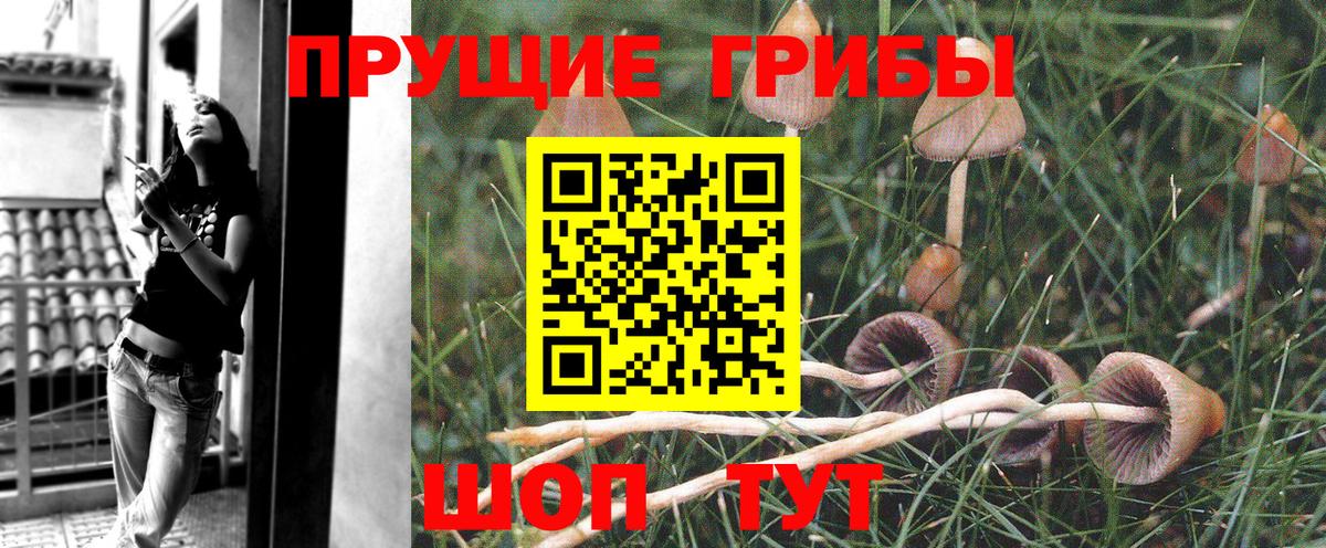 Псилоцибиновые грибы Psilocybe Коряжма